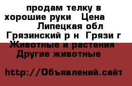 продам телку в хорошие руки › Цена ­ 40 000 - Липецкая обл., Грязинский р-н, Грязи г. Животные и растения » Другие животные   
